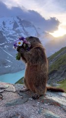 🐾 Discover the Fascinating World of Marmots! 🐾 In this eye-opening vide