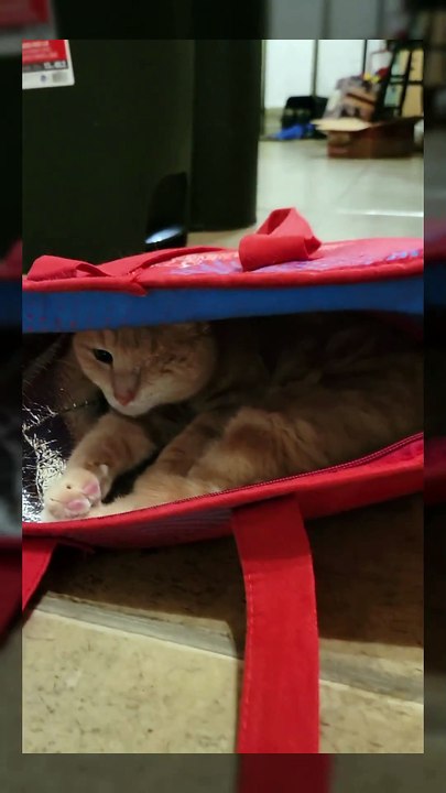 The cat screams the same every morning immediately after waking up.