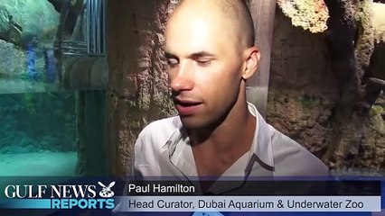 Meet King Croc the latest addition to Dubai Aquarium & Underwater Zoo