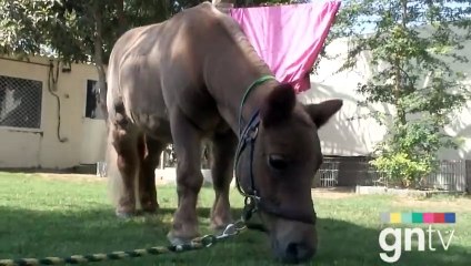 The woman with 90 pets