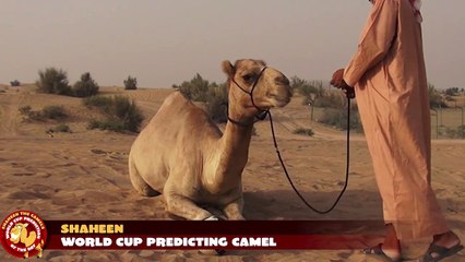 Russia vs Algeria: Shaheen the camel's World Cup prediction of the day