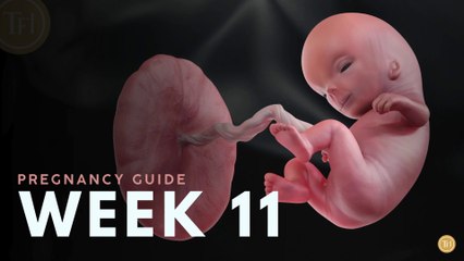 What to Expect at Week 11 | Week by Week Pregnancy Guide