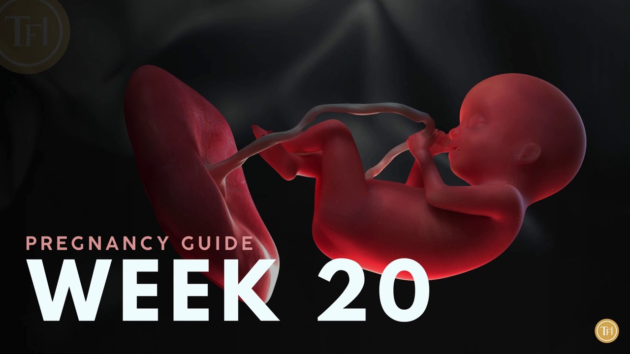 What to Expect at Week 20 | Week by Week Pregnancy Guide