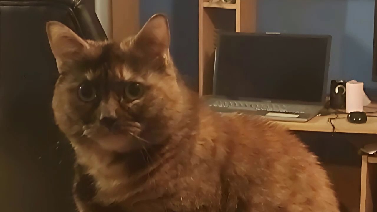 Chat Star Cassia