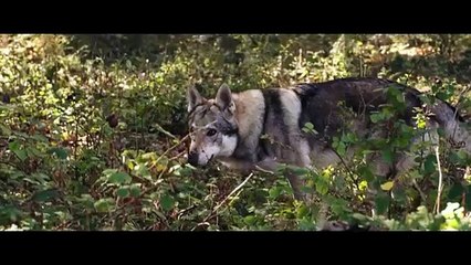 SHADOW OF THE WOLF Trailer (2025) Christopher Lambert