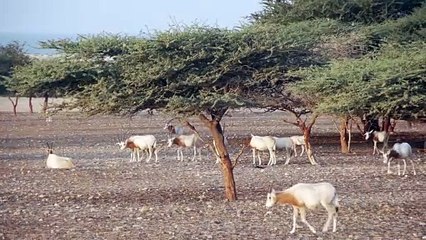 Conserving endangered wildlife on Sir Bani Yas Island