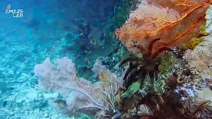 This Is The Threat to Coral Reefs Biologists Just Discovered?!!
