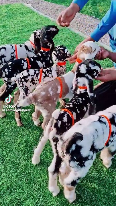Goats 🐄🐐
