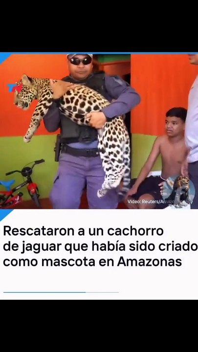 Cachorro puma