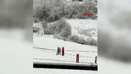 Kastamonu'da aç kalan kurtlar köye indi; o anlar kamerada