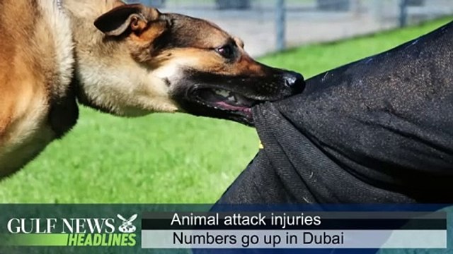 Animal attacks up in Dubai - GN Headlines