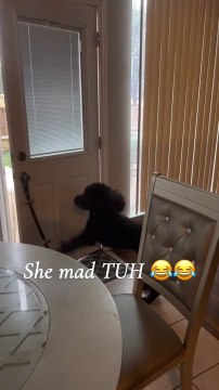 Dog Quickly Shuts Door as Woman Complains