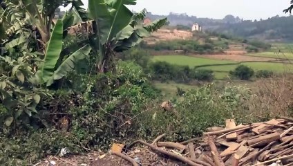 La route du retour  de la campagne de Lunaria vers la ville