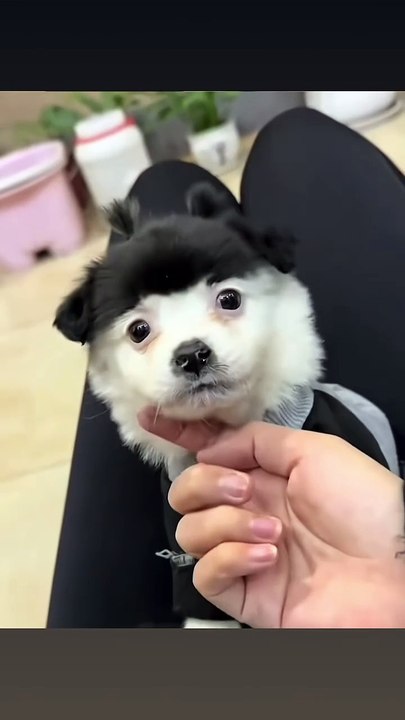 Bucket Bear Bucket