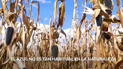 Aventuras gastronómicas: tortillas de maíz azul