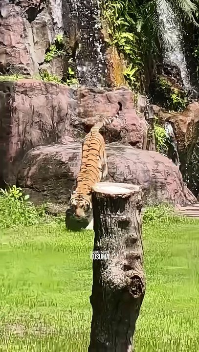 Harimau Sumatra