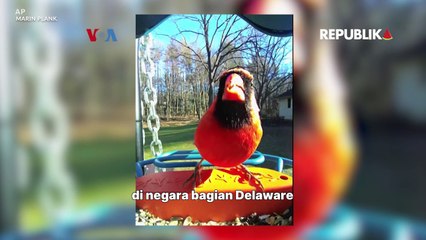 Tren Birdwatching Munculkan Produk Pemantau Pintar