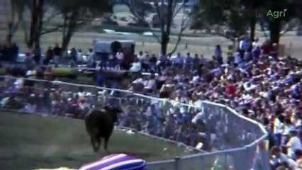 Bullfighter duels with Brahman bull at the 1976 Luddenham Show