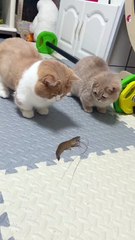 Two Cats, One Brave Heart!