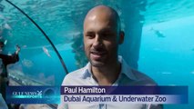 Shark Week exhibition arrives at Dubai Aquarium & Underwater Zoo