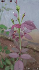 Sohni Lagdi | Valentine's Day Special | A7 Aman Music 1+4+3=7🌹