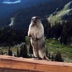 🐾 Welcome to the wild world of **Marmots**! 🏞️ In this breathtaking adven