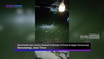 Dua Hari Berturut-turut Gerombolan Ikan Lemuru Kembali Terdampar di Pantai Grajagan Banyuwangi, Puluhan Nelayan Senang Dapat Ikan Gratis