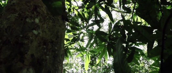 Jonathas' Forest | movie | 2012 | Official Trailer