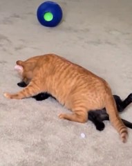 That cat knew it was guilty the moment it got caught