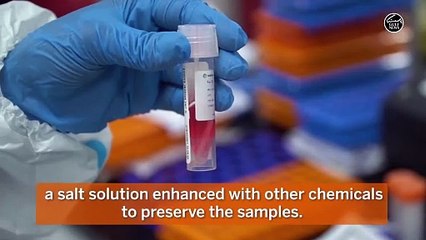 What happens to a PCR test sample when it is tested for COVID-19?