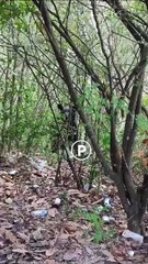 Sorprende oso a paseantes en paraje de Santiago