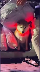 Funny Moments of Cat & Dog Bosses - Episode 13 |  Meow & Woof Universe