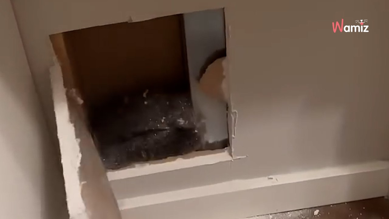 Mysteriöse Geräusche hinter der Wand: Frau traut ihren Augen nicht