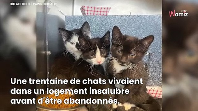 Le refuge sauve 30 chats d'une maison : un chaton au look unique laisse les sauveteurs sans voix