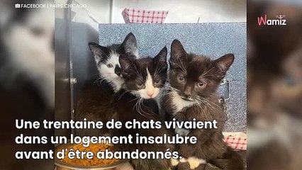 Le refuge sauve 30 chats d'une maison : un chaton au look unique laisse les sauveteurs sans voix