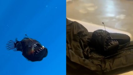 Este es el verdadero tamaño del diablo negro avistado en Tenerife