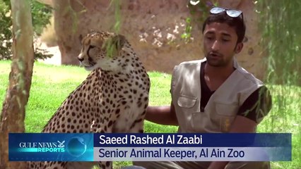 Meet Emirati animal trainers