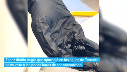 Muere el pez diablo negro