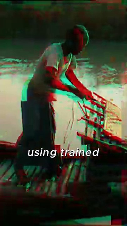 Shocking! These Fishermen Use Otters to Catch Fish