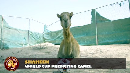 Spain vs Morocco: Shaheen's World Cup prediction of the day