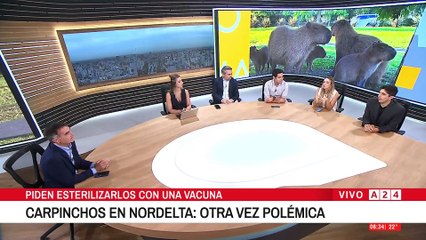 Polémica en Nordelta: Aplicarán vacunas anticonceptivas a carpinchos para controlar su reproducción