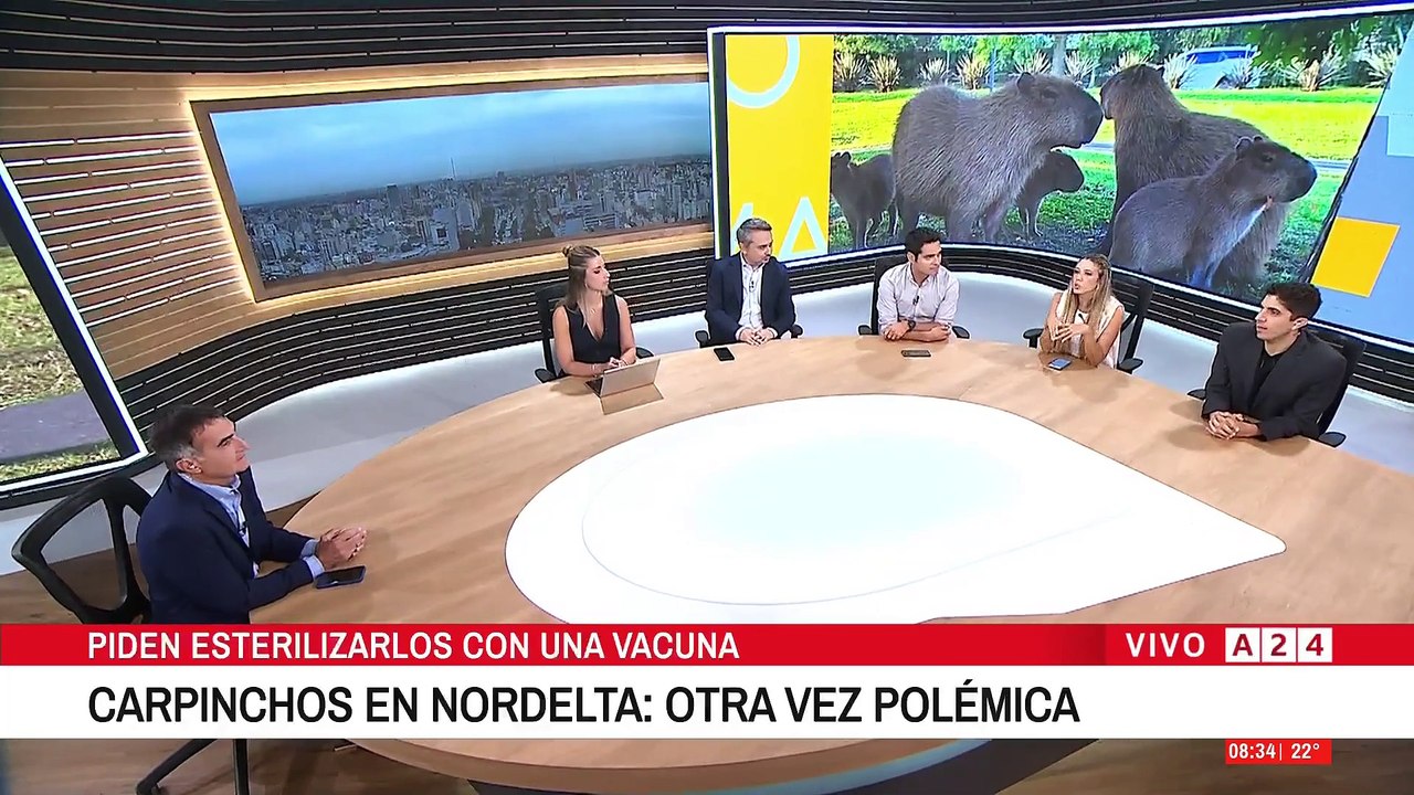 Polémica en Nordelta: Aplicarán vacunas anticonceptivas a carpinchos para controlar su reproducción