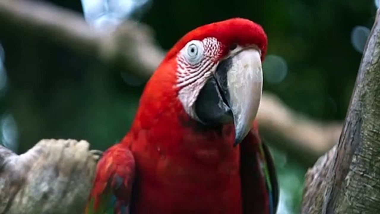 Animal life... Parrot 🦜