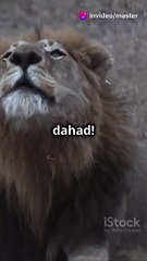 "A lion’s roar can be heard from 8 kilometers away! 🦁🌍 #Wildlife #NatureFacts #LionRoar #AmazingNature"