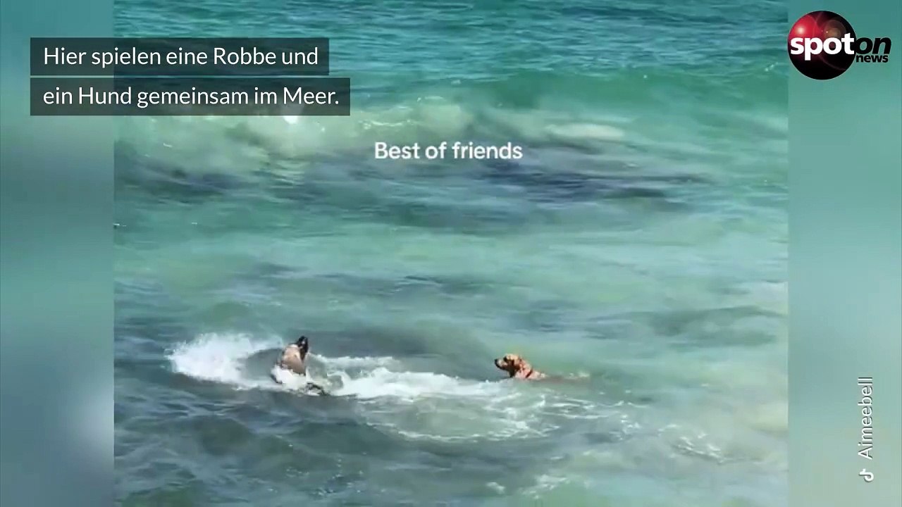 Hund spielt mit Robbe im Meer - und geht viral