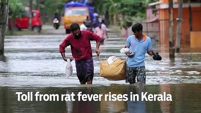 Toll from rat fever rises in Kerala - GN Headlines