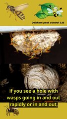 What NOT to do if you find wasps nest