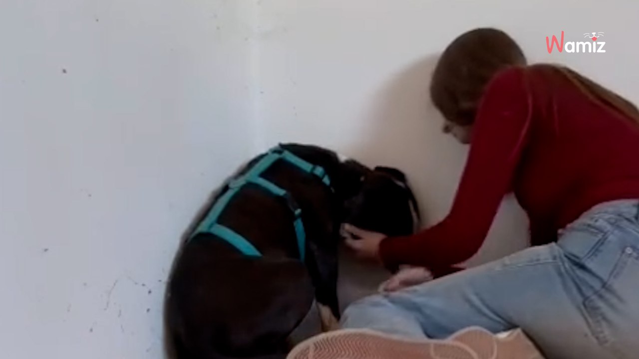 El alma de Woody está destrozada: merece un hogar donde conocer el amor por fin