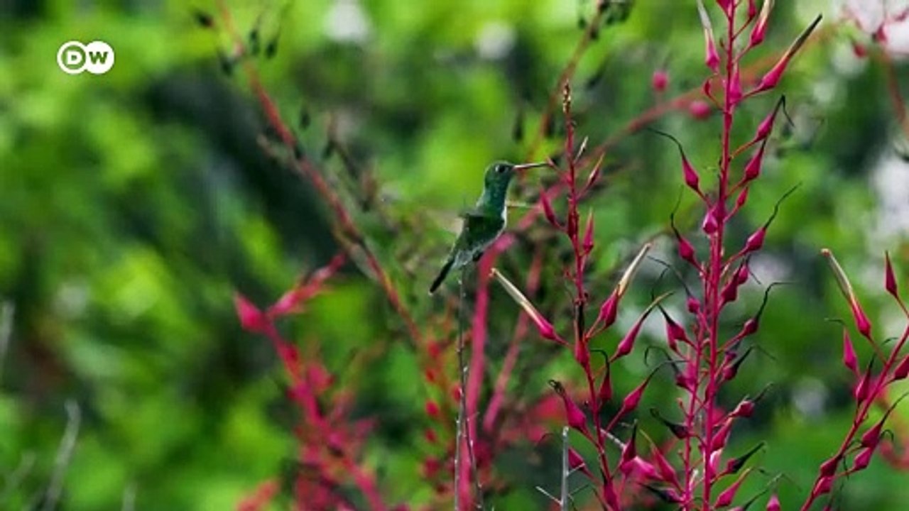 Kolibris: kleine Akrobaten der Lüfte