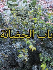بلوغ المرام ( 91 )